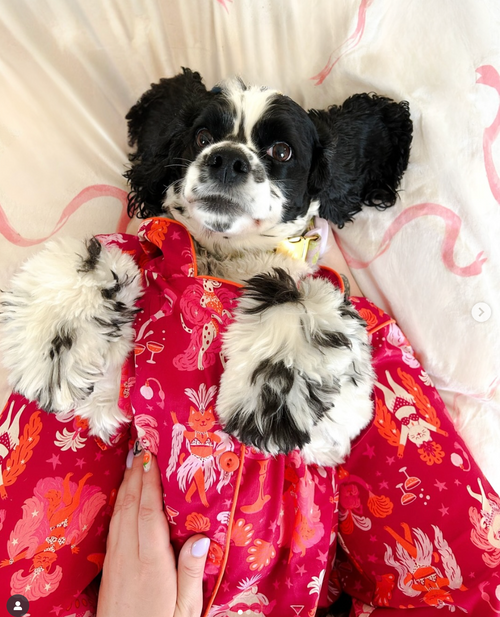 @the.spaniel.siblings