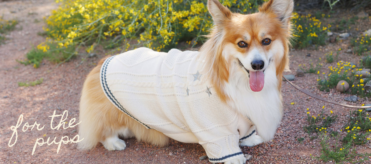 Corgi in a cream pet cardigan, for the pups