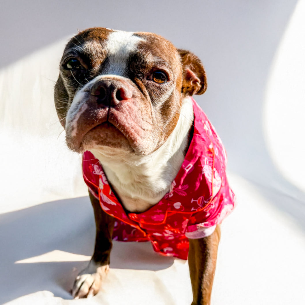 Pet Showgirl Pajamas