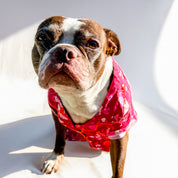 Pet Showgirl Pajamas