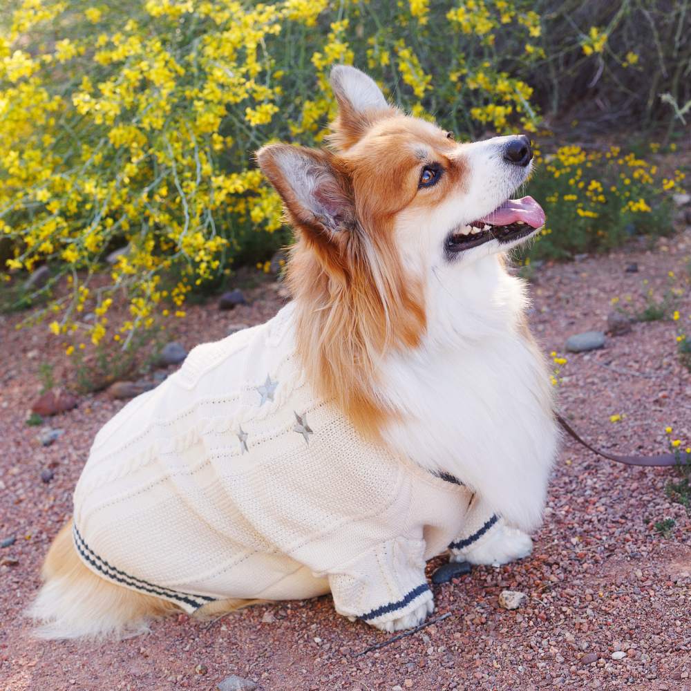 Folklore Pet Cardigan