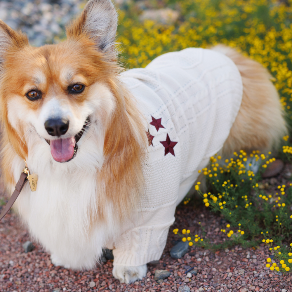 The Lucky One Pet Cardigan