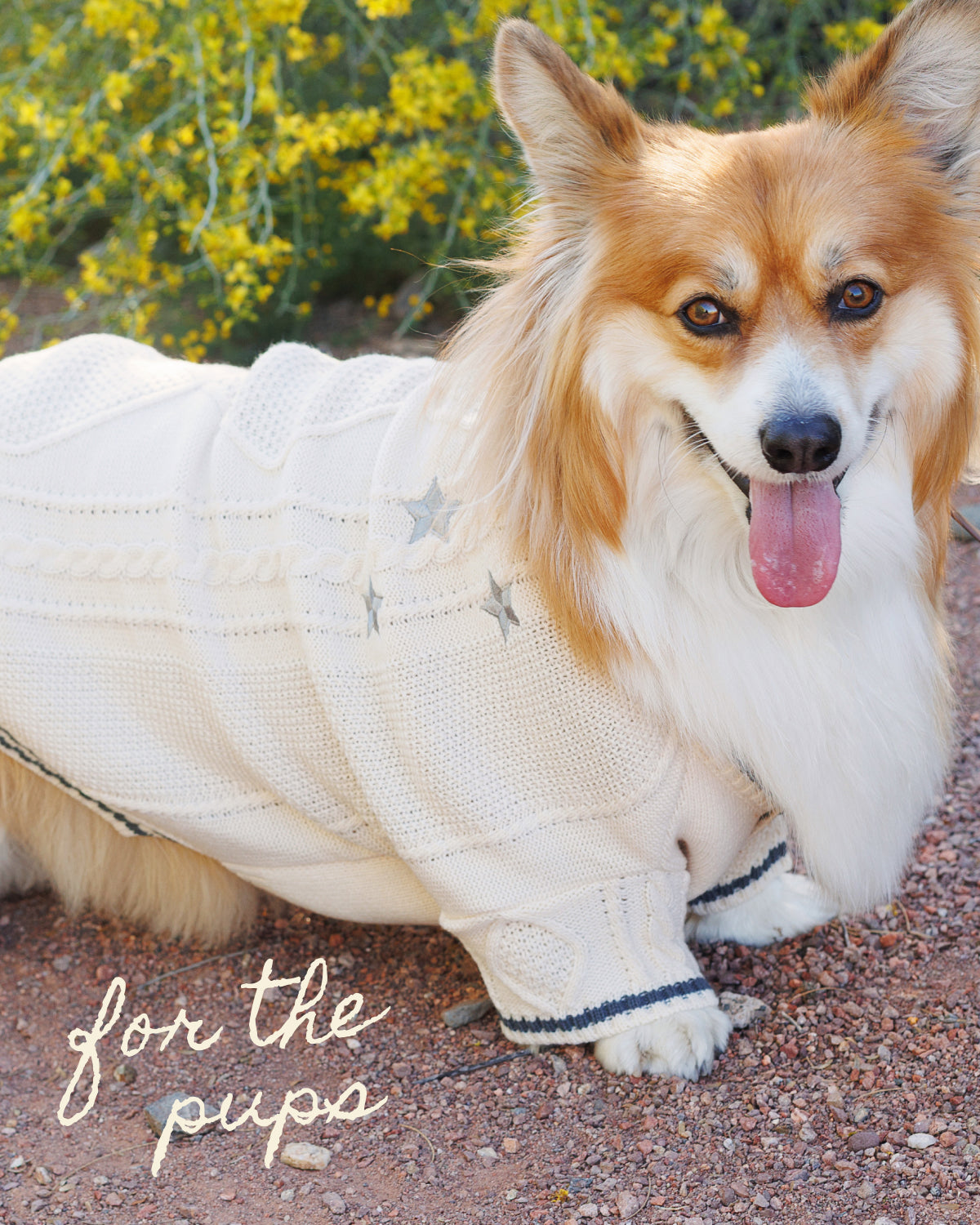 Corgi in a cream pet cardigan, for the pups