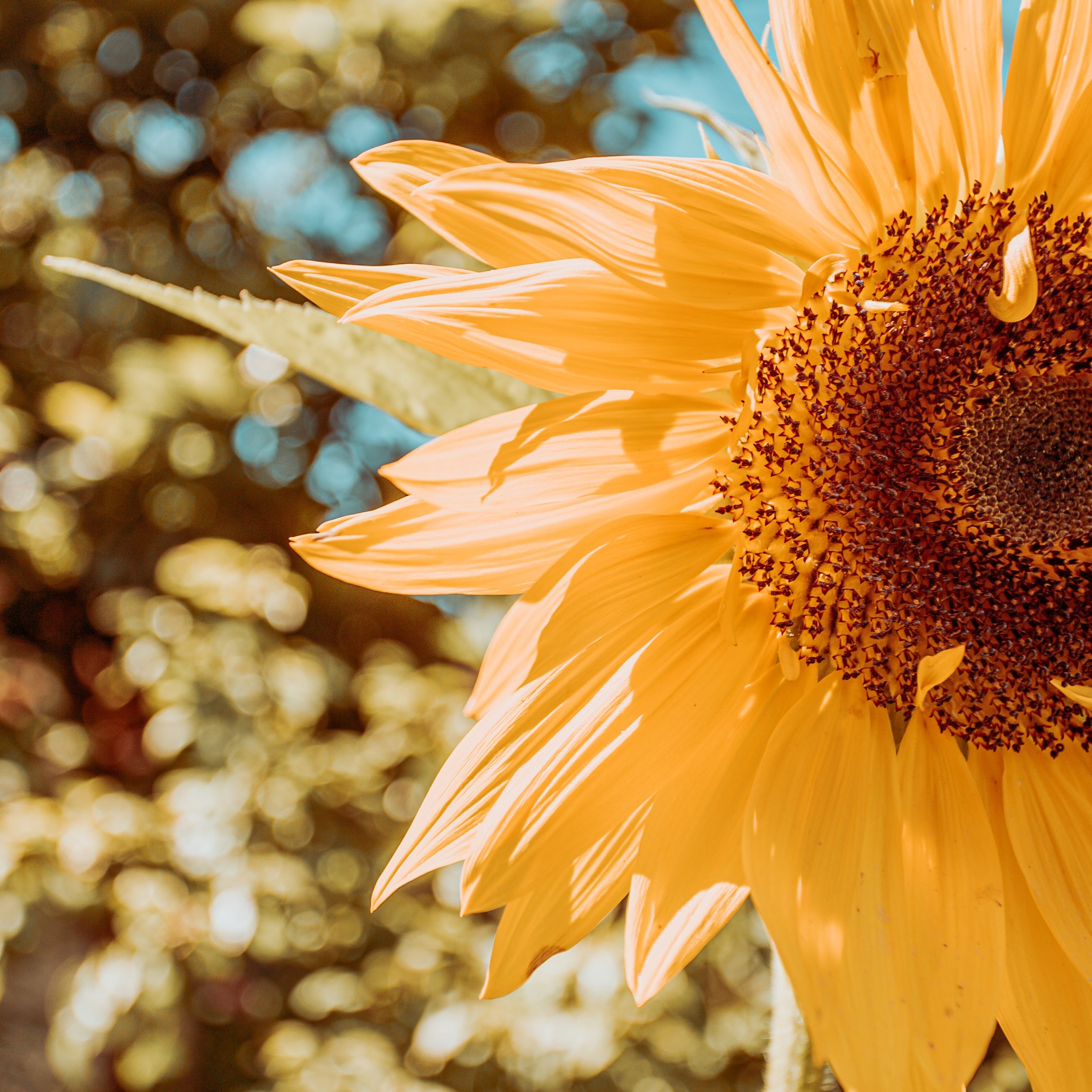 sunflower-fills-center-of-a-frame.jpg